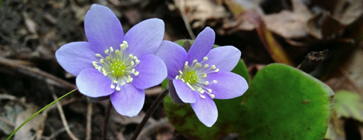 Spring Ephemerals Wildflower Walk